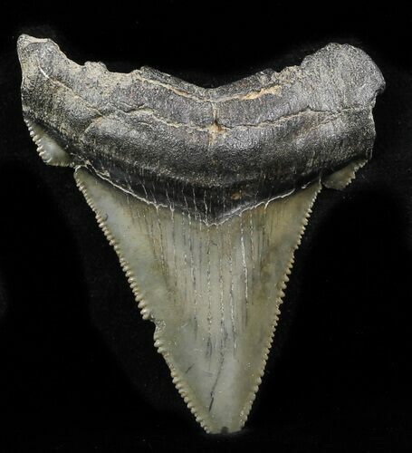 Bargain Angustidens Tooth - Megalodon Ancestor #32978